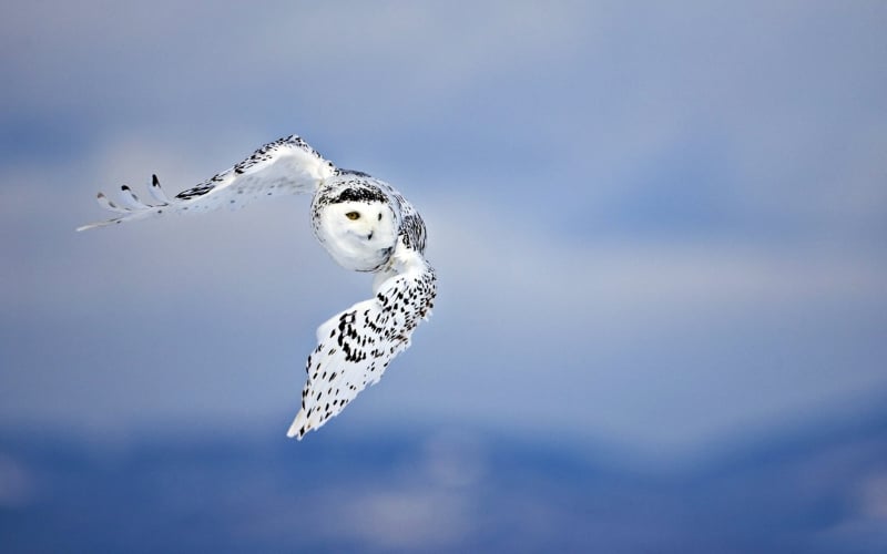 Snowy Owl’s Medicine, Meaning, and Spiritual Significance