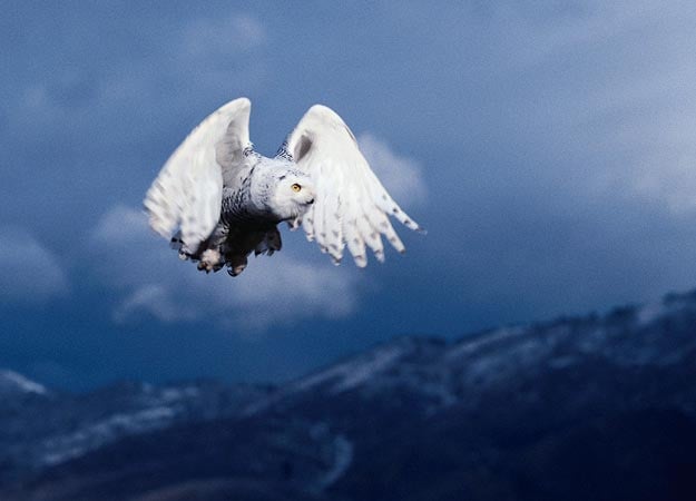 Snowy Owl's Medicine, Meaning, and Spiritual Significance