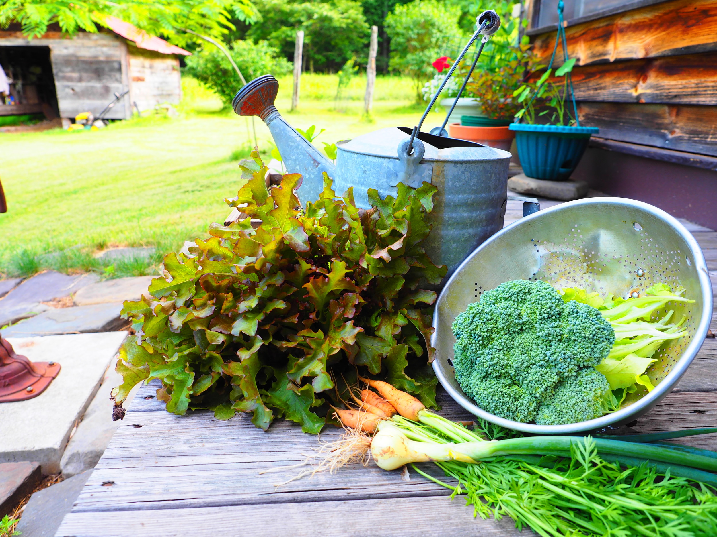 Fresh Organic Food from the Garden (Copy)