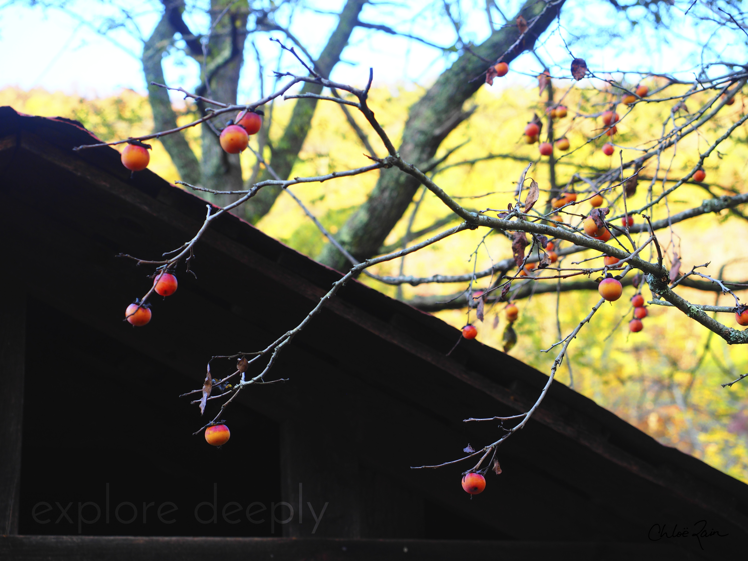 Wild Persimmons in the Fall (Copy)