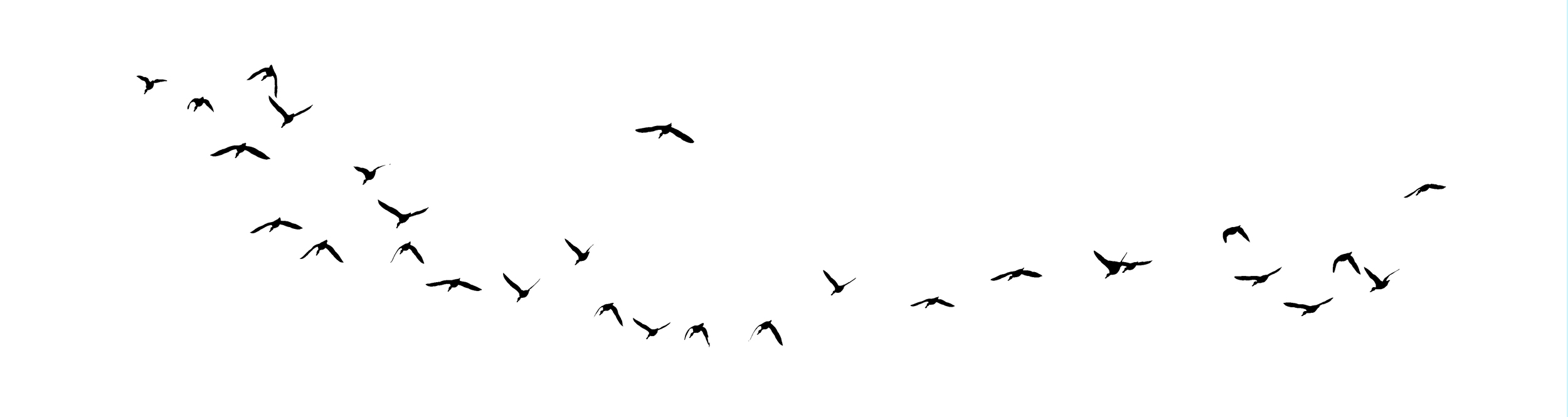 Bird in a White Sky.jpg