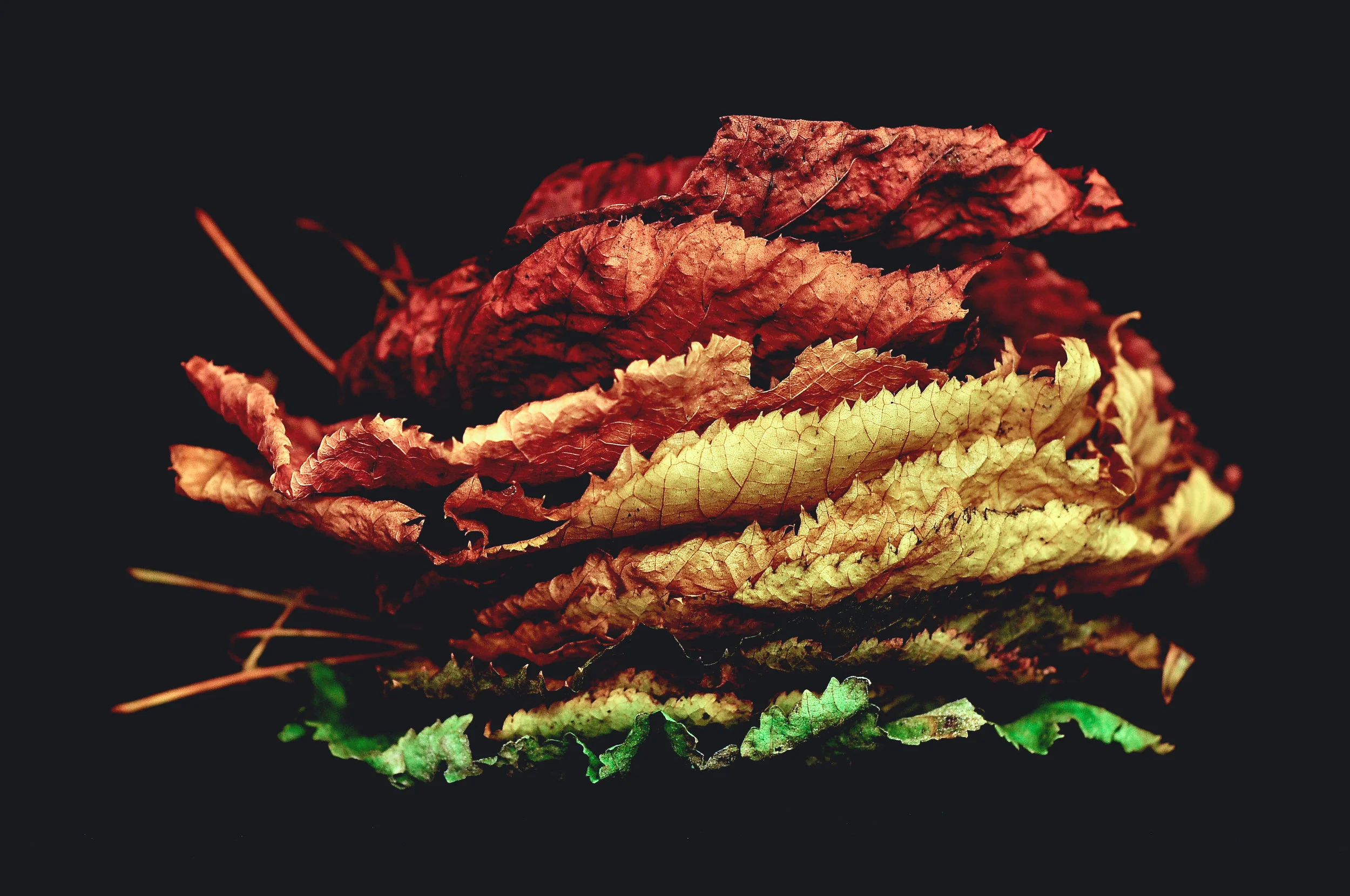 A pile of dry, colorful autumn leaves, primarily red, yellow, and green, against a black background.