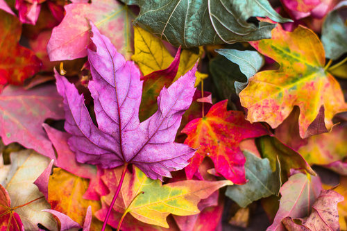 Fall Equinox Meaning : Spiritual Significance of Autumn Equinox