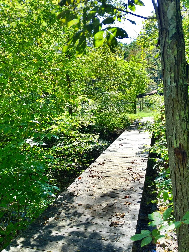 The foot bridge over the creek to the cabin in Springtime. You must access the cabin via the foot bridge, as you cannot cross the stream in a vehicle and drive up to the cabin.