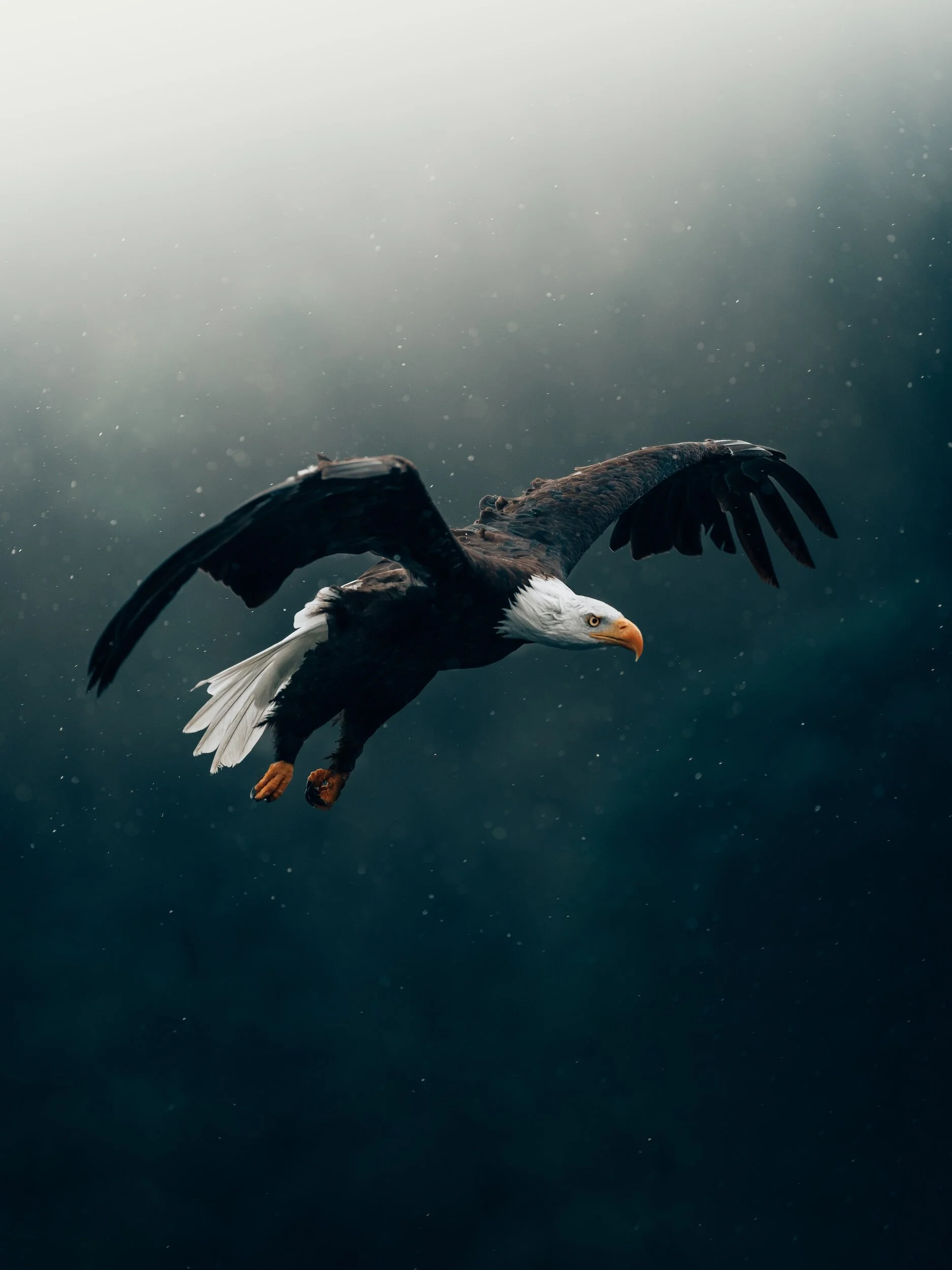 A bald eagle flying through the air with its wings spread wide, against a backdrop of a cloudy sky and water droplets.