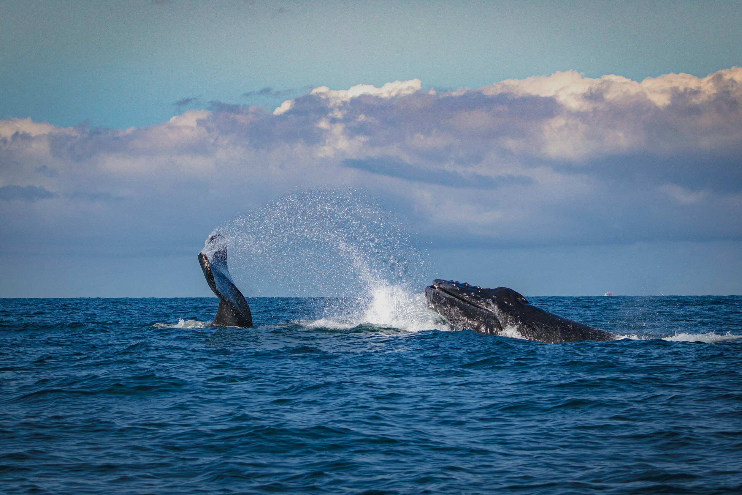 Why Scientists Are Starting to Care About Cultures That Talk to Whales