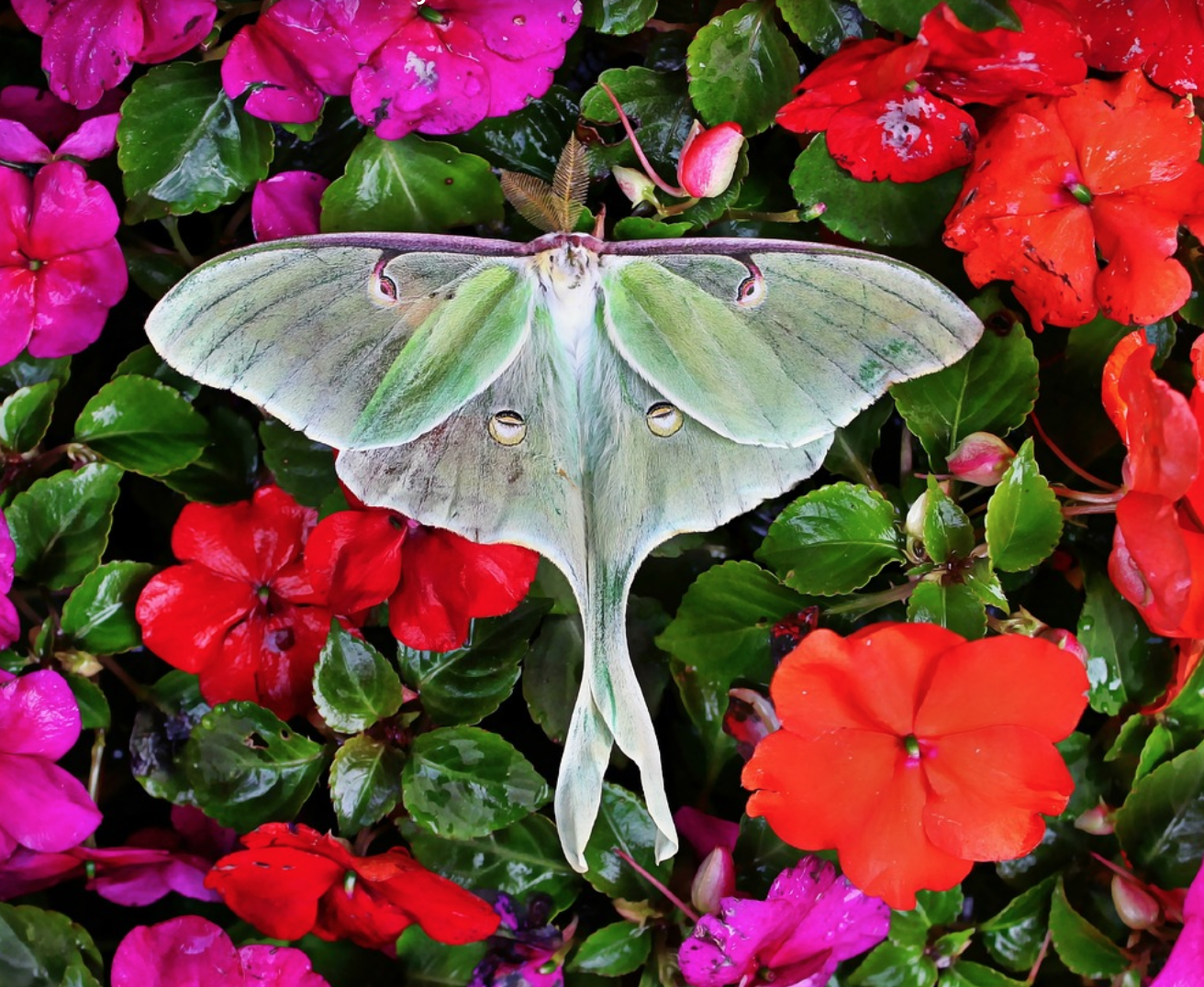 luna moth meaning, resting in vibrant flowers, luna moth symbolism