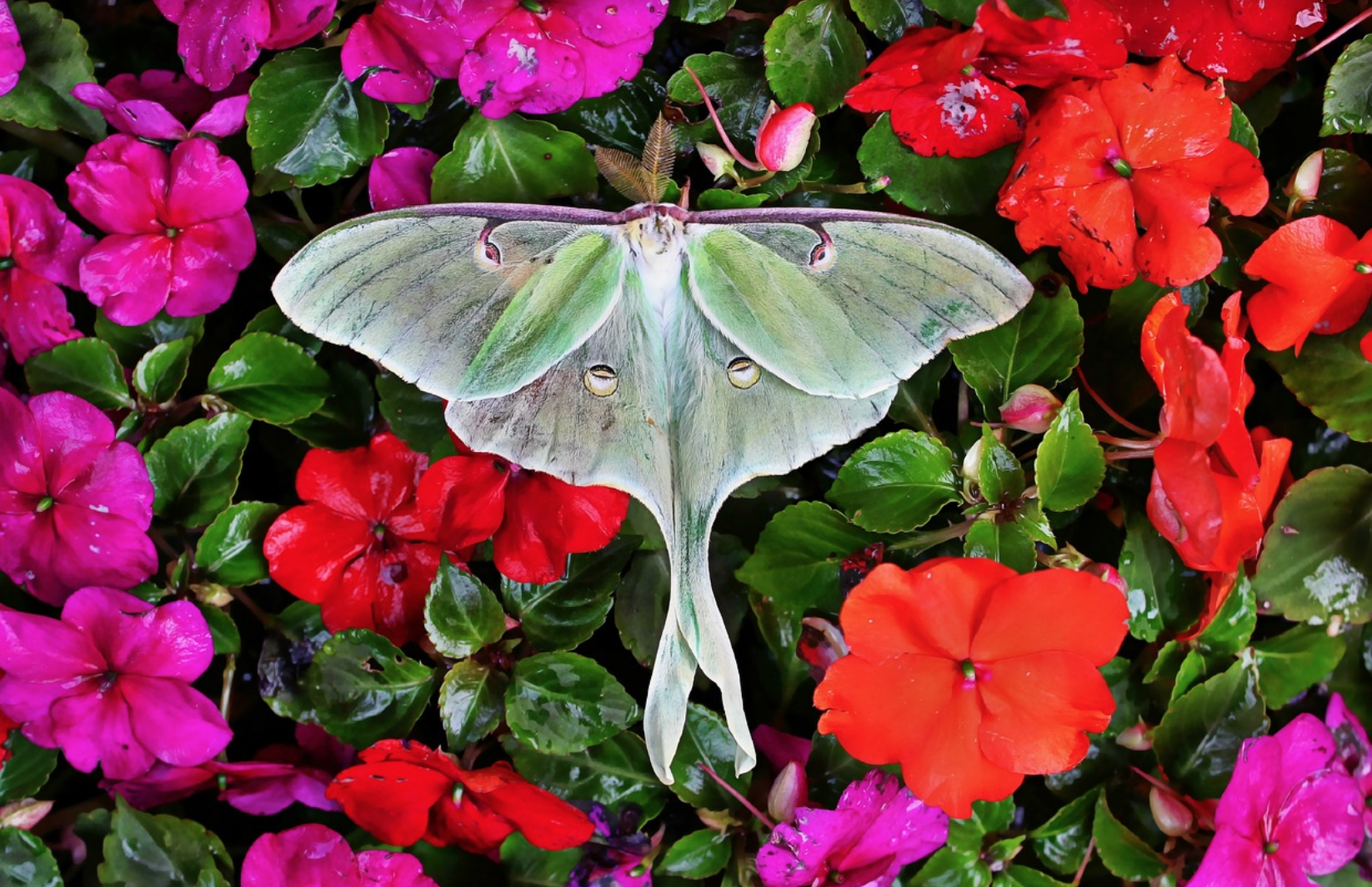 The Luna Moth, The Phases of the Moon, and the Spiritual Significance of  Signs that Appear in our Lives