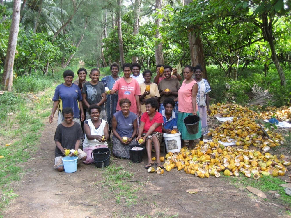 cocoa growers 'breaking' cocoa pods