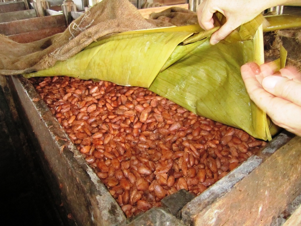 fermented cocoa beans.. turning brown