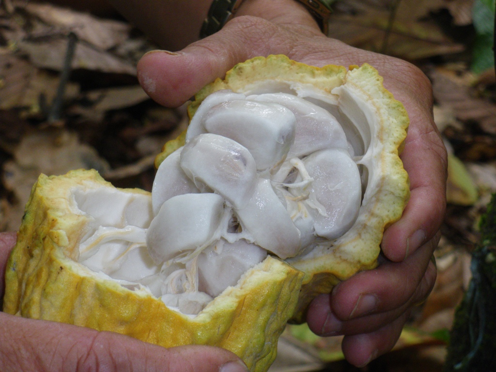 fresh cocoa beans, ready to be fermented