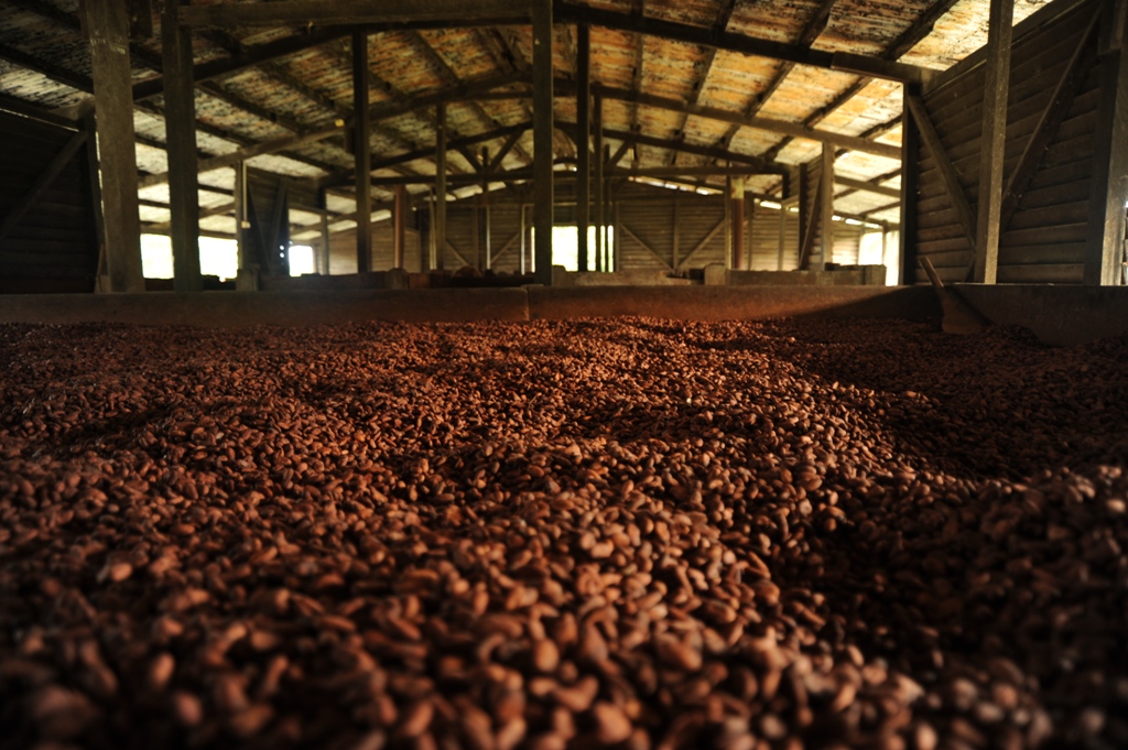 fermented cocoa beans, drying on the wood-fired beds