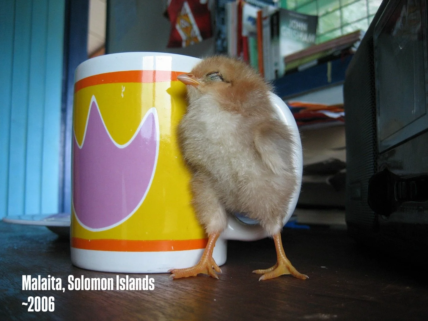 Yes, this is a chick warming itself on a mug of tea 
Shall we call it Time Capsule Tuesday? 😂 more this afternoon&hellip;
#southpacific #southpacificislands #blastfromthepast #chocolatemaker #cocoa #agronomist #spencercocoa #mudgeeregion #beantobar