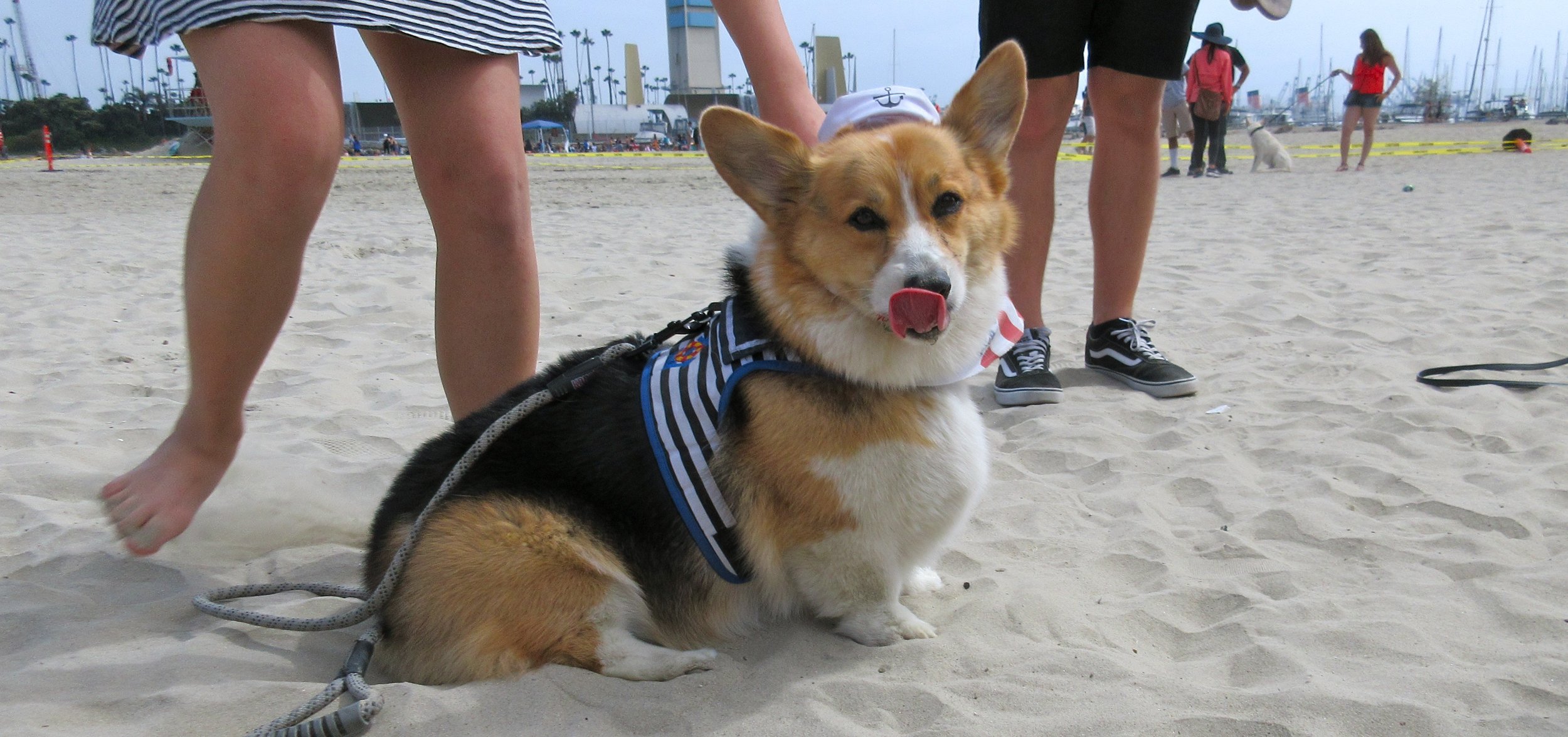 corg5.jpg