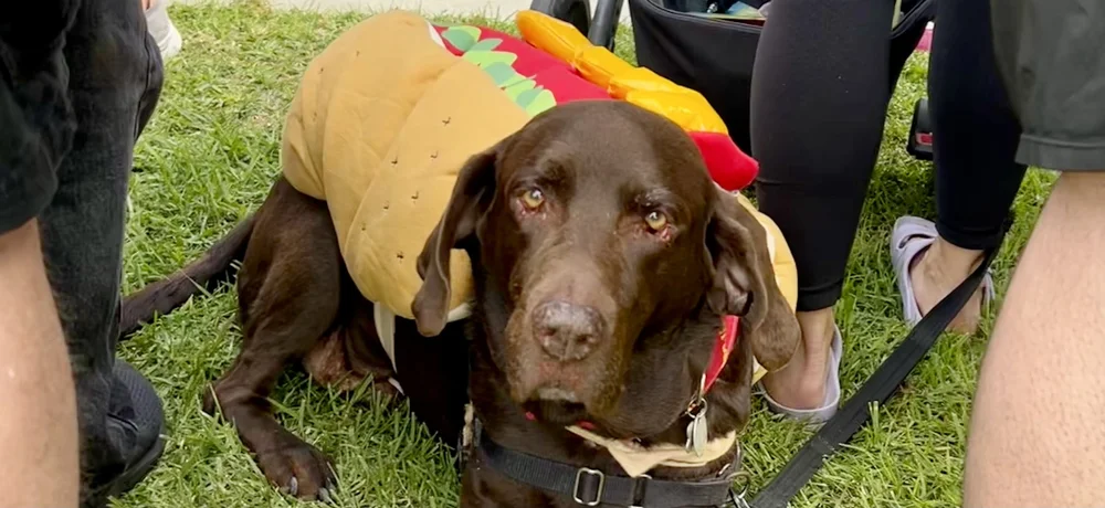 haute_dog_parade_jonberrydesign_motion_design6.jpeg