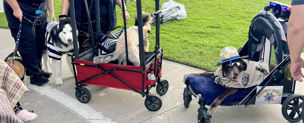 haute_dog_parade_jonberrydesign_motion_design10.jpeg
