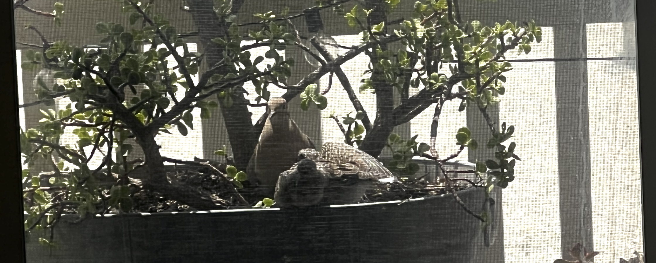 mourning-doves-2.png