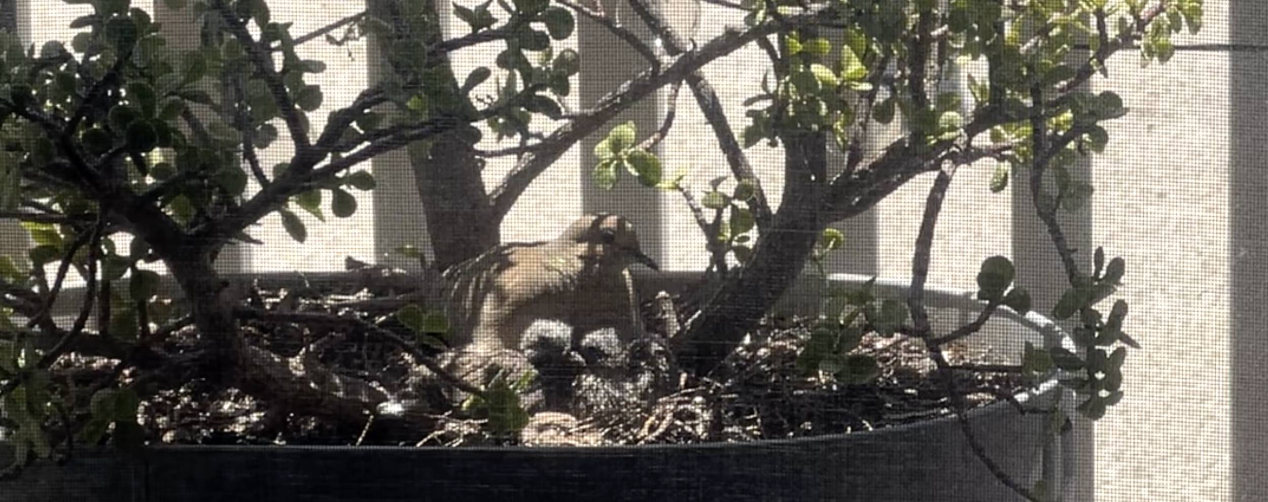 mourning-doves-1.png