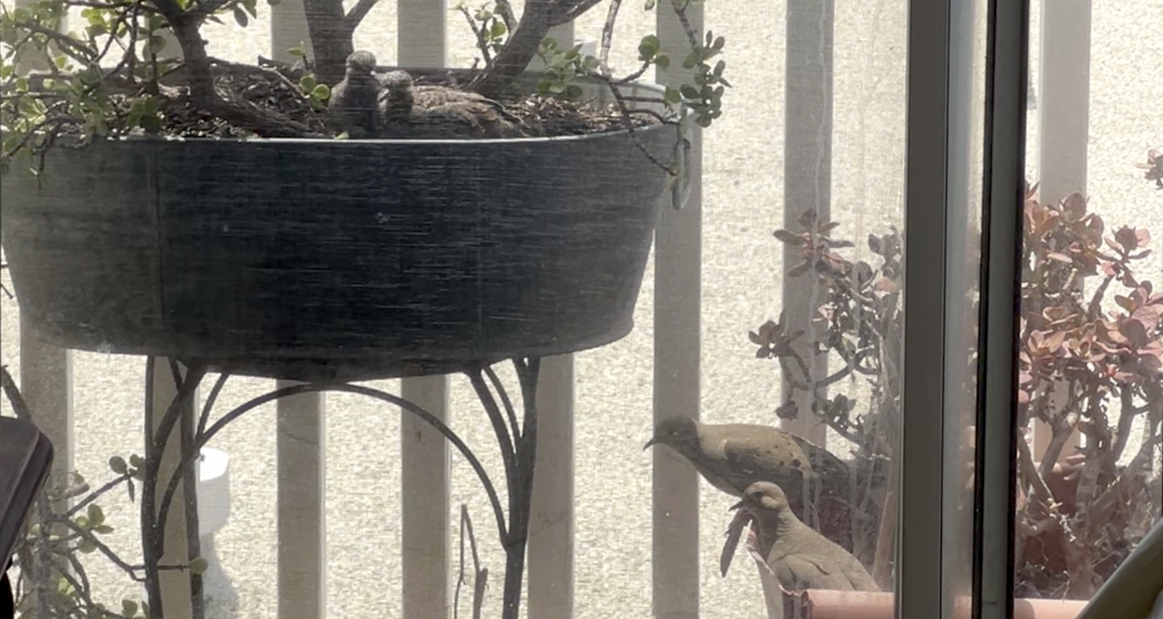 mourning-doves-3.png