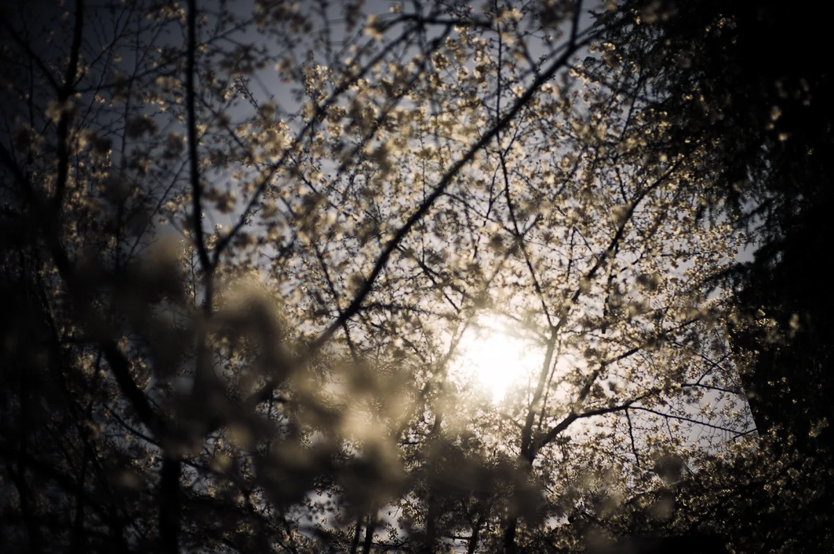 Cherry Blossoms