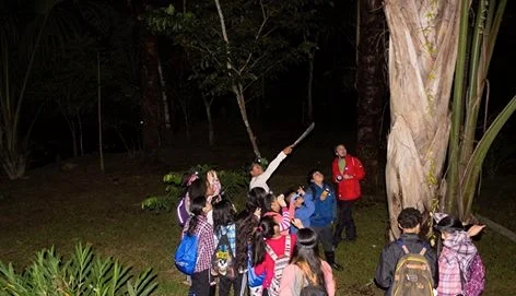 Nighttime Jungle Hikes