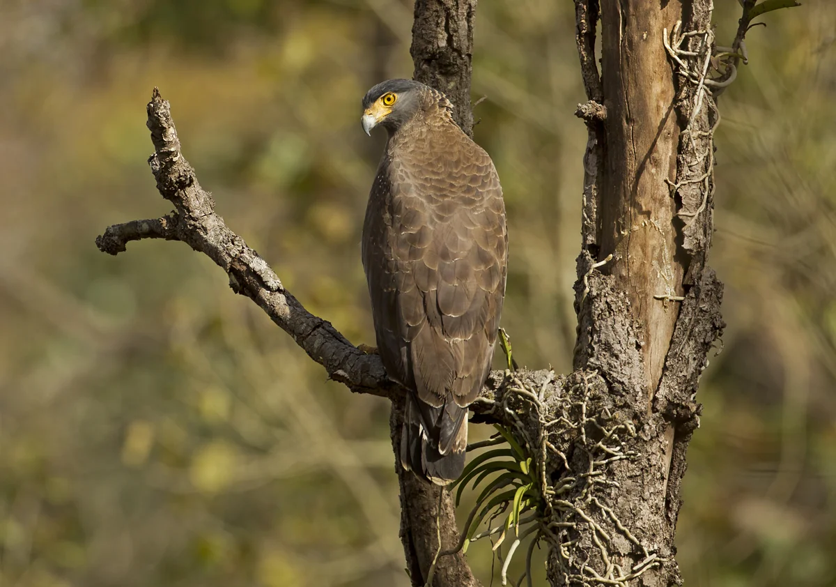 Crested Serpent Eagle, Kanha NP, Feb 2012