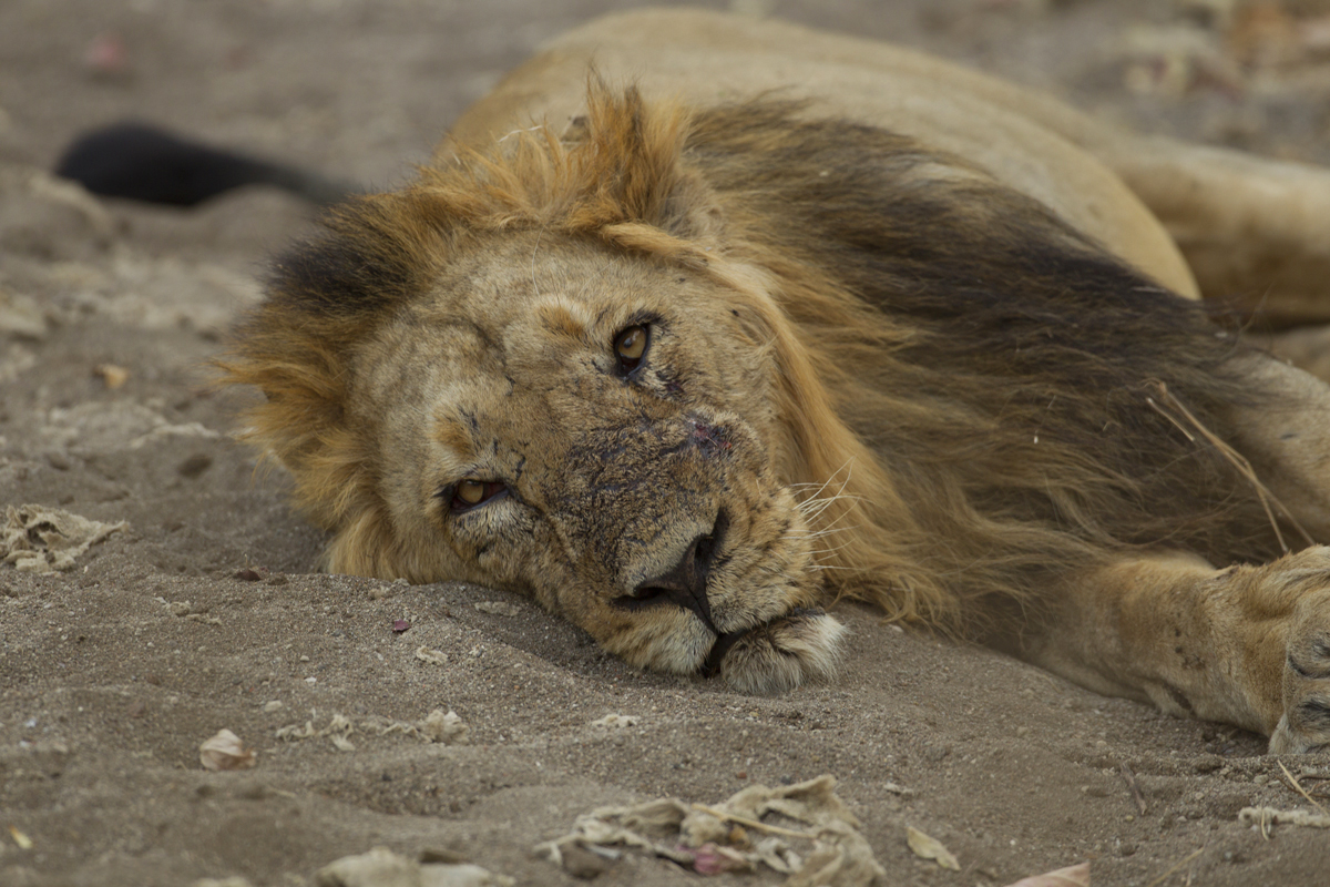 Asiatic Lion, Gujarat, Feb 2011