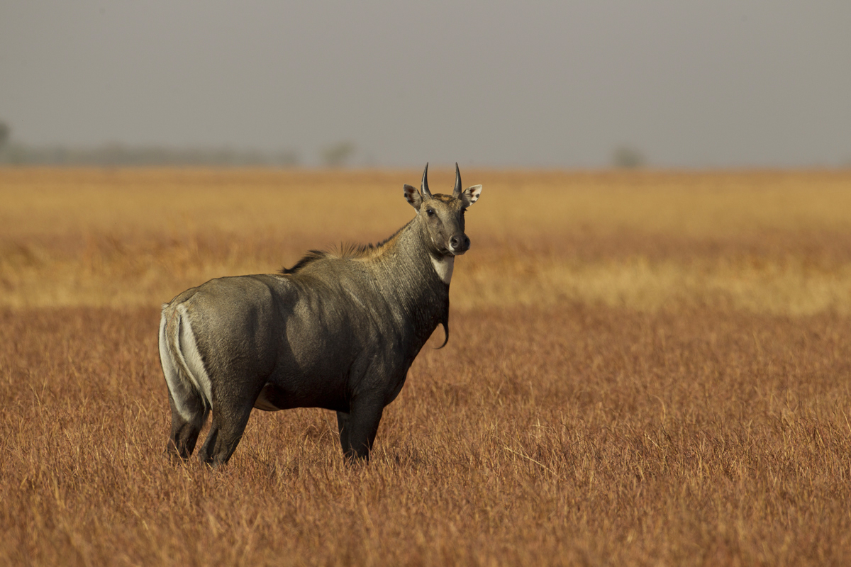 Nilgai, Blackbuck NP, Feb 2011