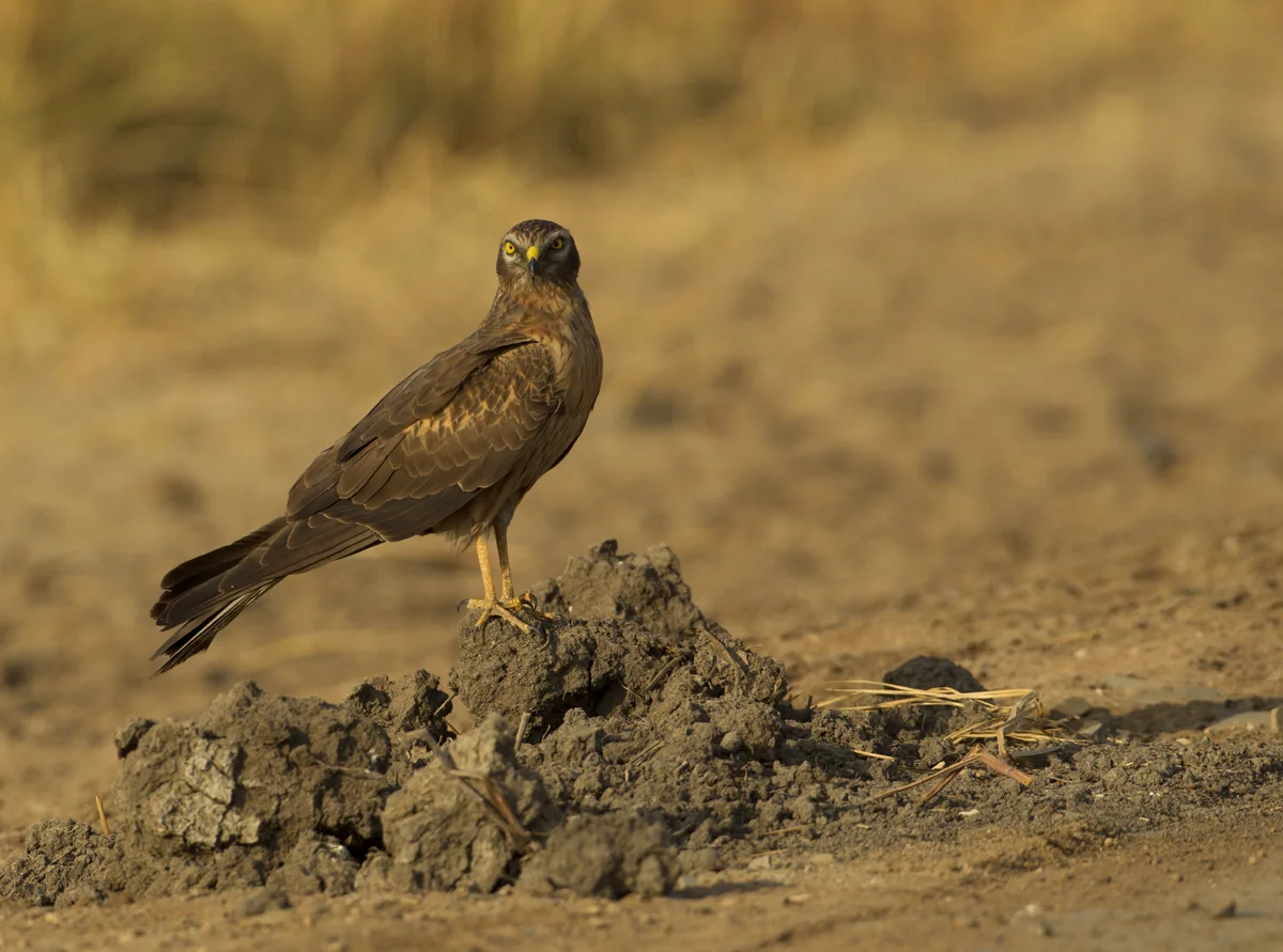 Montagu's Harrier, Blackbuck NP, Feb 2012