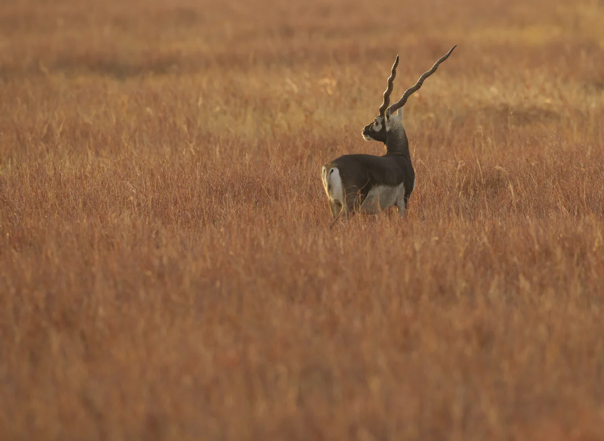 Blackbuck, Blackbuck NP, Feb 2013
