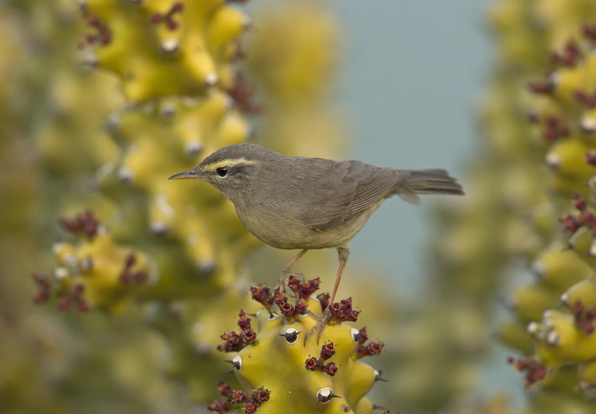 Sulphur-bellied Warbler, Chikhaldara, Maharashtra, Mar 2012