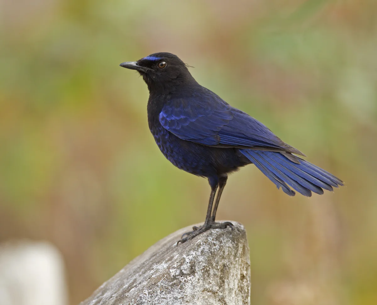 Malabar Whistling Thrush, Melghat, Maharashtra, Mar 2012
