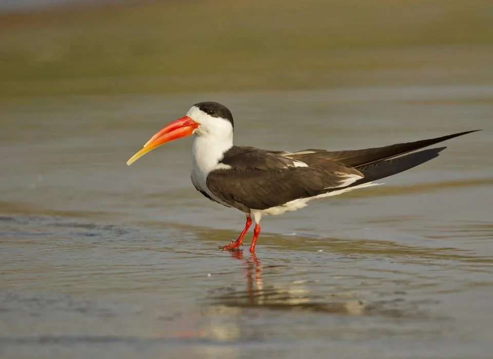 Indian Skimmer, Chambal River, Feb 2012