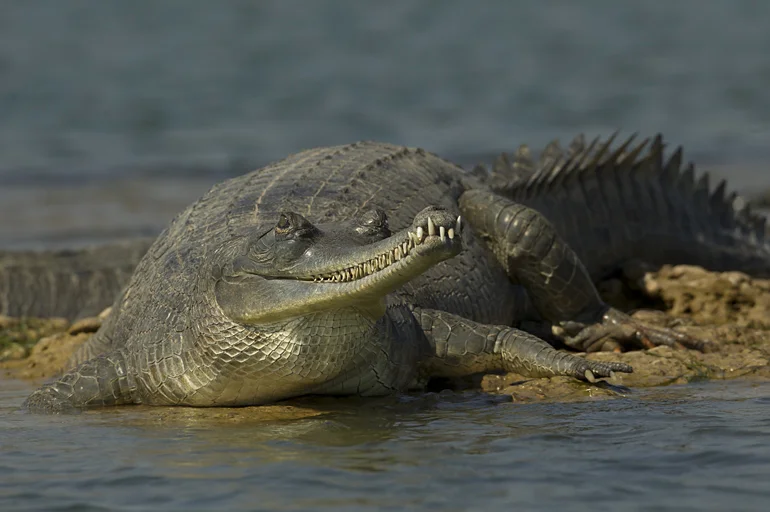 Gharial, Chambal River, Feb 2011