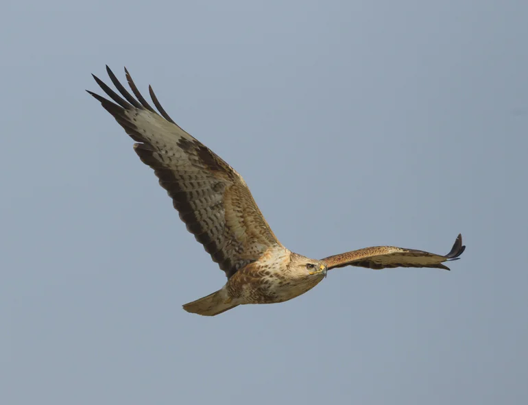 Long-legged Buzzard, Chambal River, Feb 2011