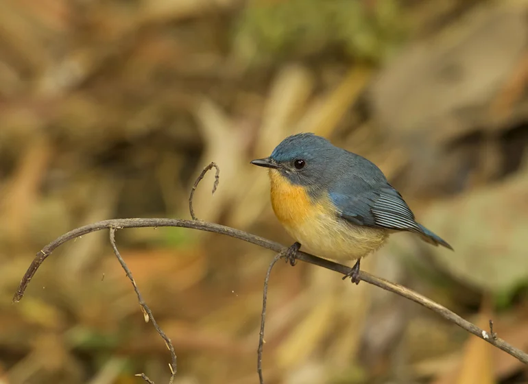 Tickell's Blue Flycatcher, Bandhavgarh, Feb 2011