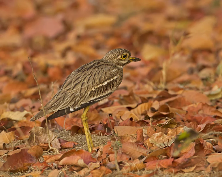 Indian Thick-knee, Kanha NP, Feb 2012
