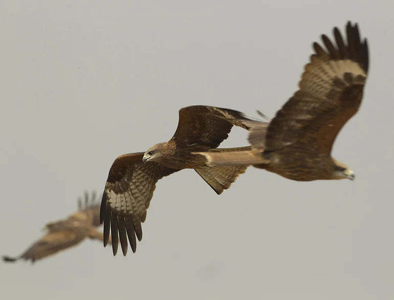 Black Kites, Baragaon, Assam, Feb 2012