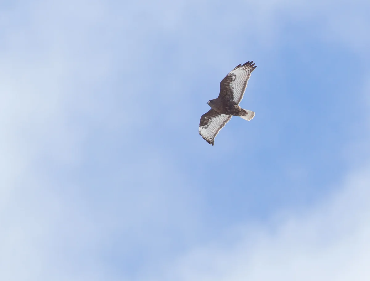 Harlan's Hawk, Silverthorne CO April 2013