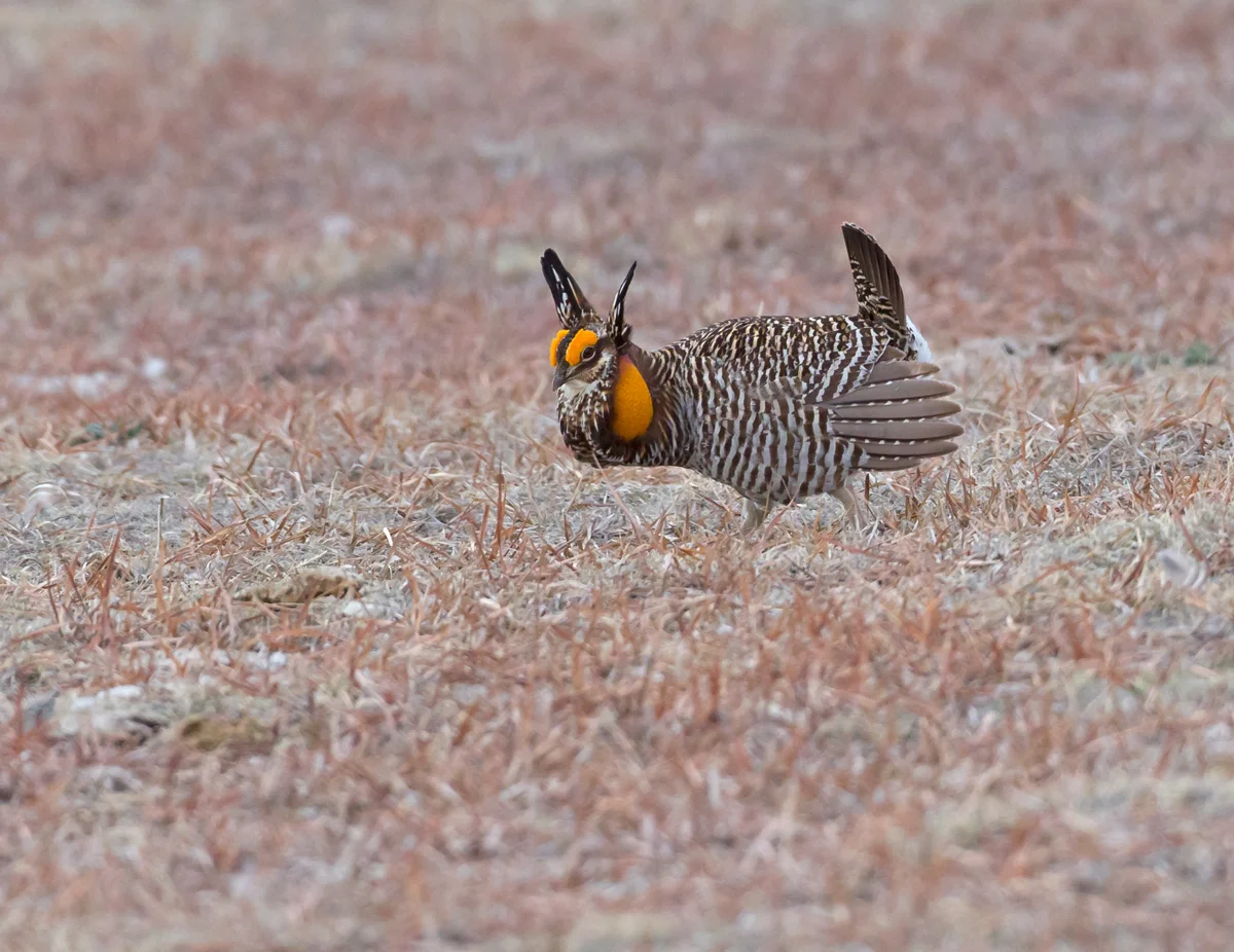 Greater Prairie Chicken, Wray CO April 2013