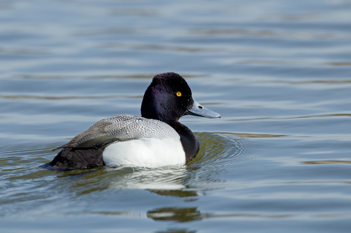 Lesser Scaup, Pueblo West CO April 2013