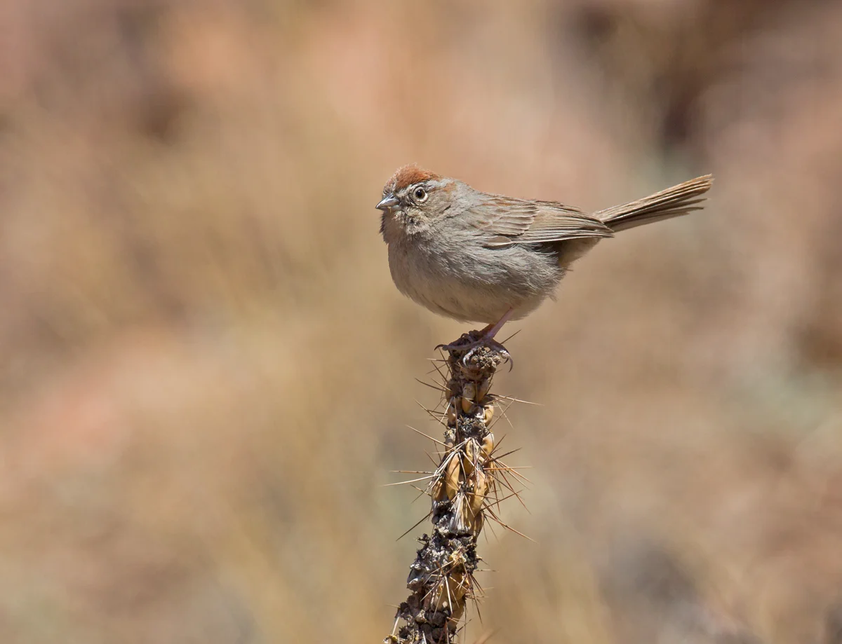 Rufous-crowned Sparrow, Cañon City CO April 2013