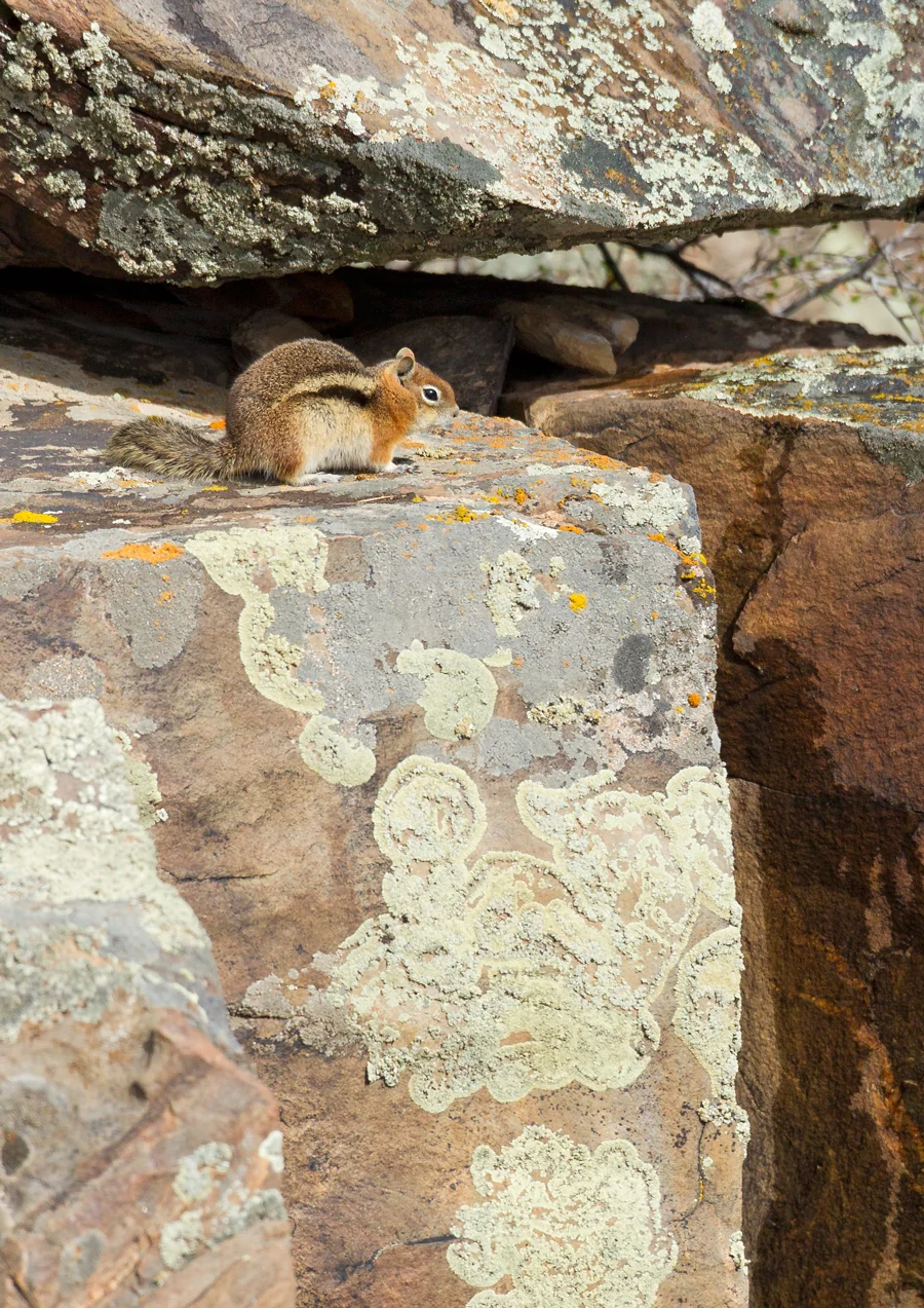 Golden-mantled Ground Squirrel, CO April 2013