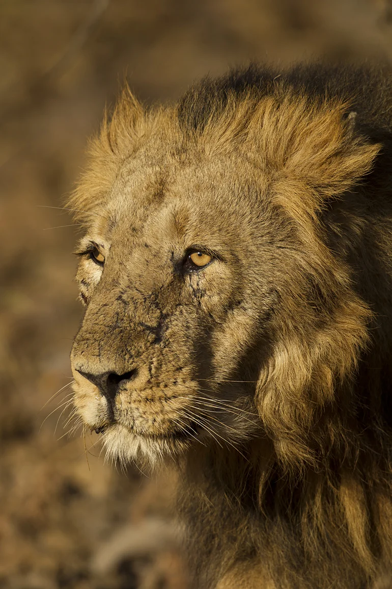 Asiatic Lion, Gujarat, Feb 2011
