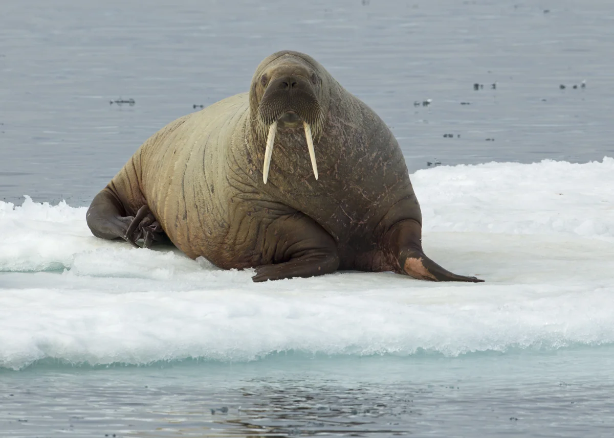 Walrus, Hinlopen Stretet, July 2012