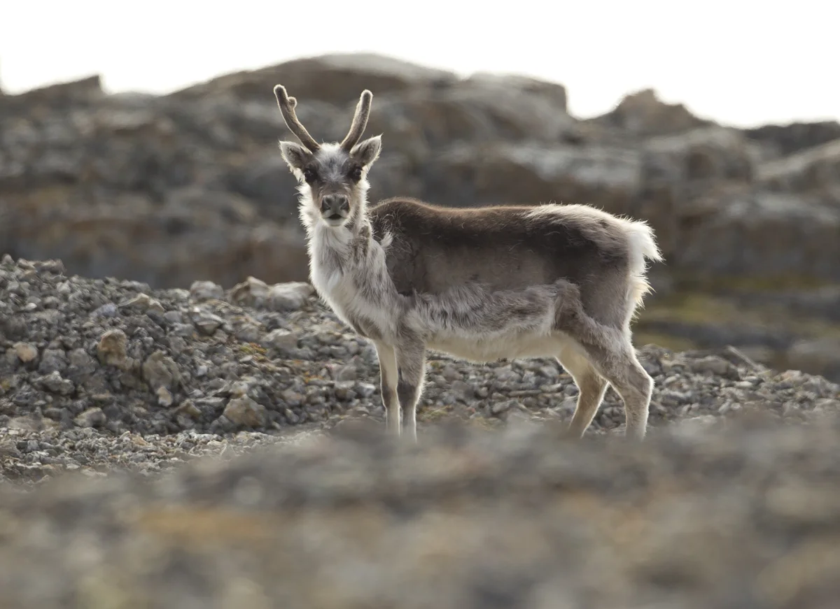 Svalbard Reindeer, Akseløya, July 2012