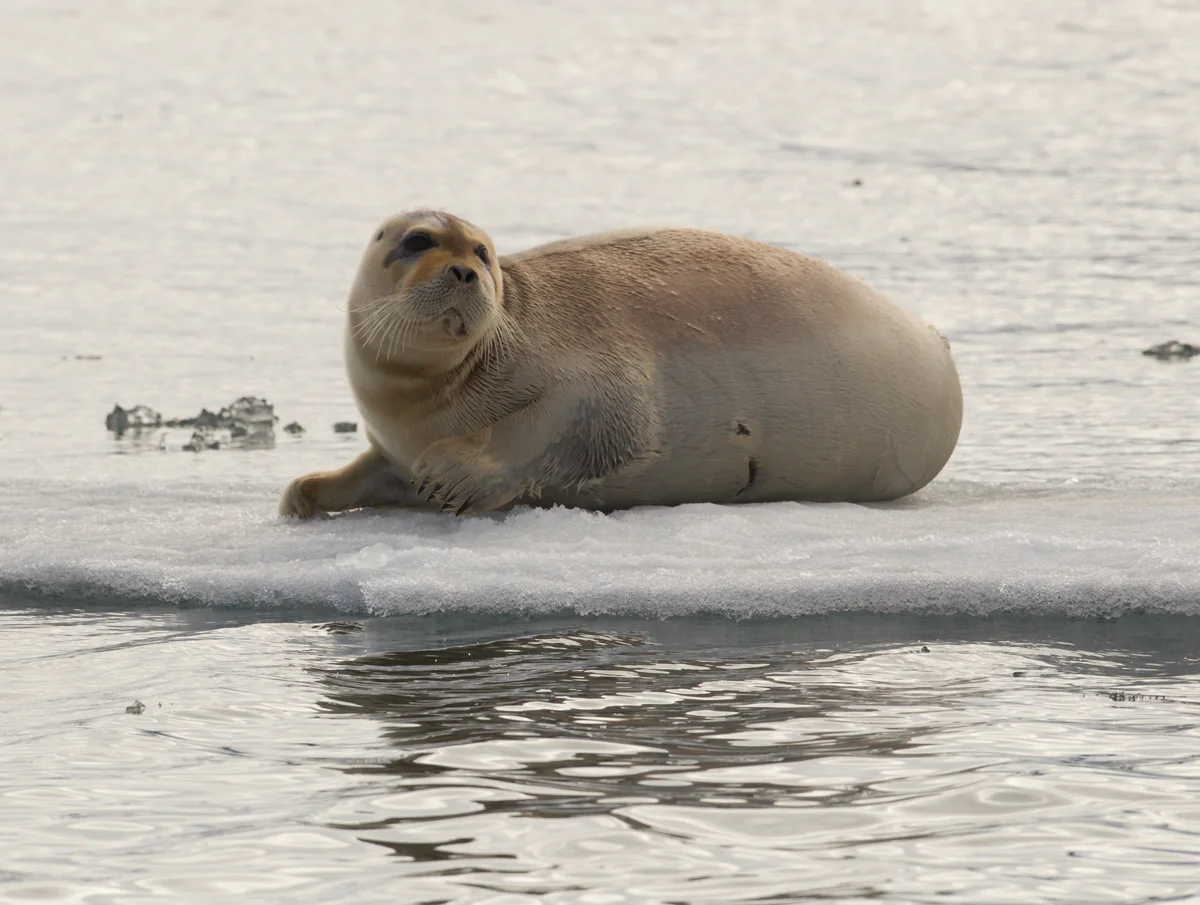 Bearded Seal, Hinlopen Stretet, July 2012