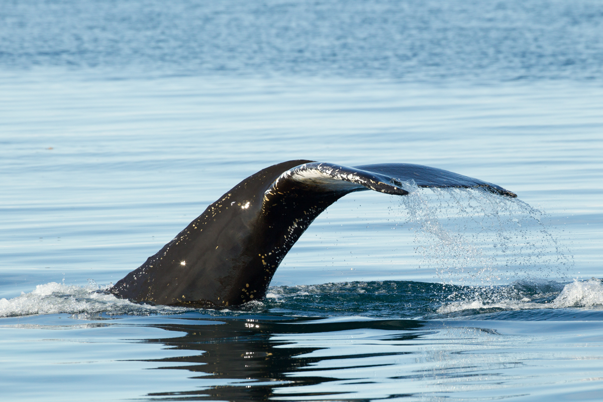 Humpback Whale, Hinlopen Stretet, July 2012