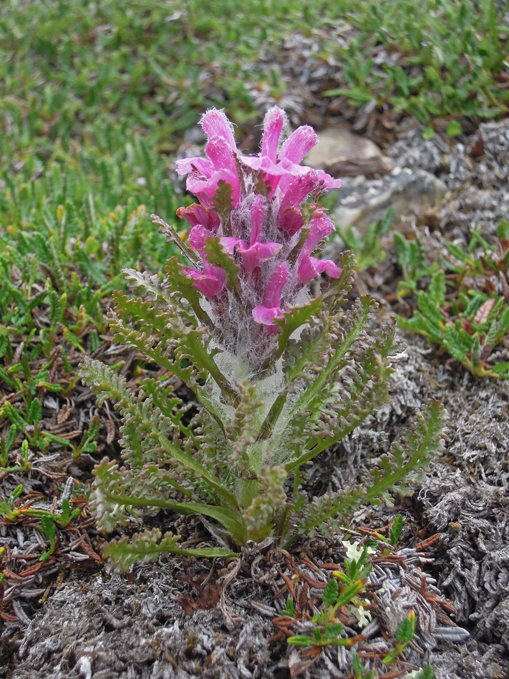 Woolly Lousewort, Ossian Sarsfjellet, July 2012
