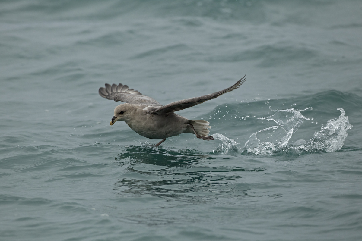 'Blue' Fulmar, Storfjorden, July 2012